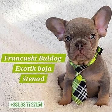 stenad: Francuski Bulldog štenci exotik boja. Stari 3 meseca, primili sve 3 — 1