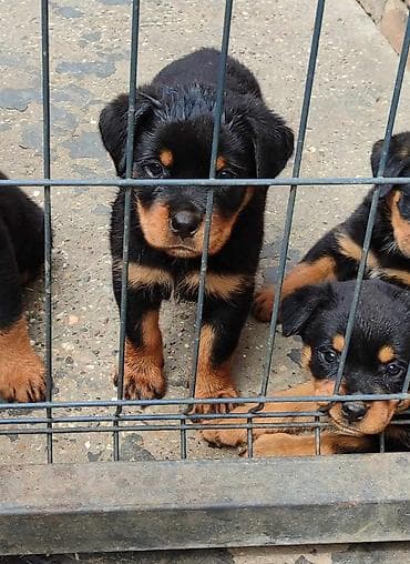 psi na poklon pancevo: Prelepa štenad Rotvajlera, 2 meseca starosti. Izuzetan karakter i — 8
