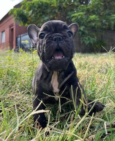 francuski buldog plavi cena: Dostupni štenci francuskog buldoga oba pola, više legla u ponudi — 2