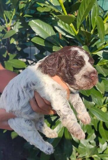 Psi: Lagotto Romagnolo štenci Odgajivačnica "Bellgotto" 7522 sa — 8
