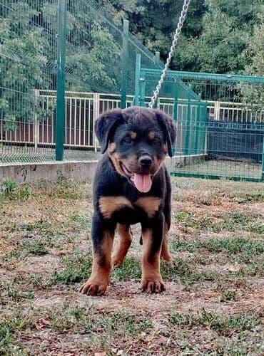Psi: Rotvajler, vrhunski štenci U ponudi vrhunsko leglo rase Rottweiler — 2