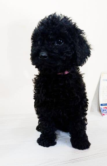 Crni cockapoo (minijaturni/igrački tip) – pahuljasto, kovrdžavo krzno