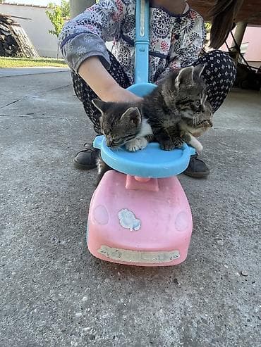 britanska kratkodlaka mačka poklanjam: Poklanjam mačiće 2 zenke ( belo-zelene ) i jednog muzjaka zelen — 3