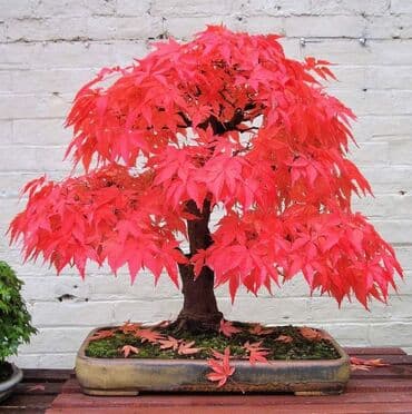 mini motorne testere: Sakura Bonsai mini japanska trešnja seme
Cena: 650din/5 semenki — 6