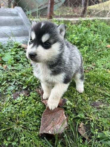 Ostale životinje: Sibirsky haski štenci - Leglo prelepih štenaca sibirskog haskija — 17