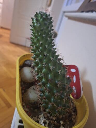 komode za spavaće sobe: Kaktusi 2/1 od 13cm i 17cm! Cena po komadu je 400 din, a u paru — 3