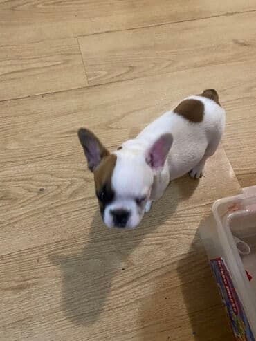 Glodari: Stene 3 meseca stara, zenka, uredno vakcinisana, cistokrvna, voli decu — 2