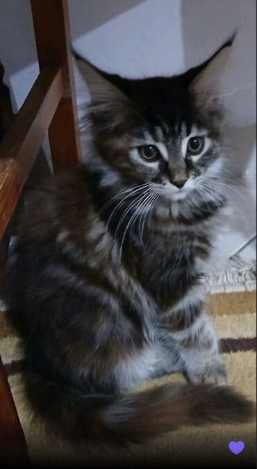 jeftina hrana za pse: Mace dugodlake – leglo prelepih mačića - Tip: kućne mačke dugodlake — 4