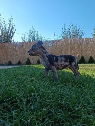 Psi: Dostupni stenci American bully. Unikatne Merle boje. Odgajani su u — 1