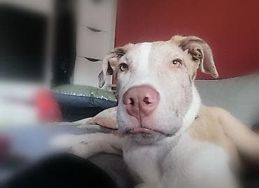 bul terijer mini: Miki traži dom. Mešanac je u tipu pit bula. Ima 10 meseci, vakcinisan — 4