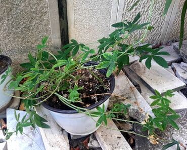 lidl polica za cvece: Cveće Hristov Venac Hristov venac Passiflora caerulea spada u red — 8