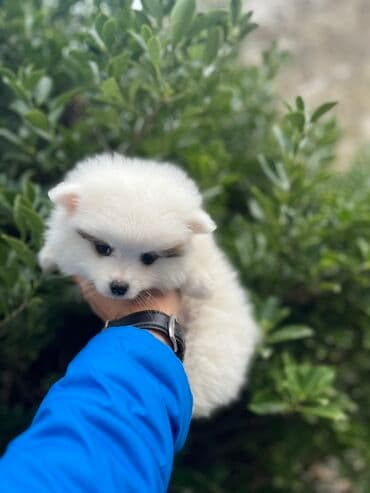 Mačke: Pomeranac štene (mini/spic tip) – pahuljasto belo sa diskretnom — 1