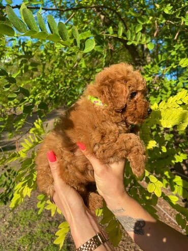 ovcari psi: Odgajivacnica pasa "Happy Puppies" ima u ponudi muzjake patuljaste i — 3