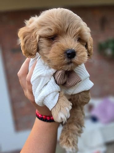staford mali: Maltipoo bebe Registrovana odgajivacnica Hopy queen pudle predstavlja — 1