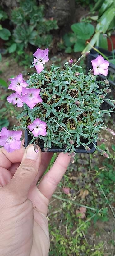 krevete i ugaonici: Ružičasti karanfil (Dianthus) – baštenska višegodišnja jastučasta — 1