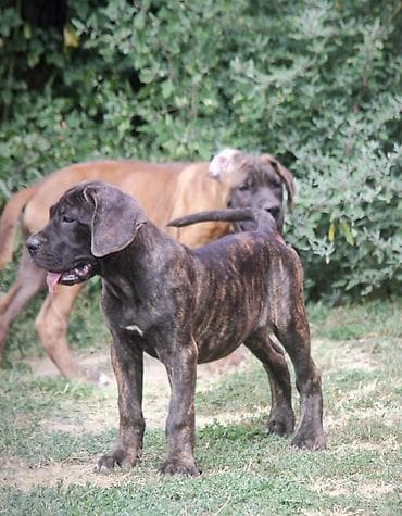 Dogs: Cane Corso štenci U ponudi veoma perspektivni štenci iz različitih — 3