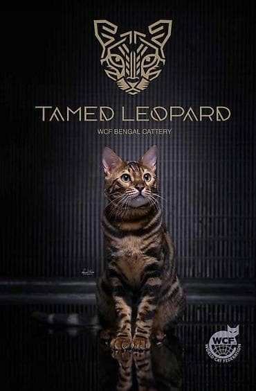 IMAMO DOSTUPNE MACICE!!! Mi smo medjunarodno registrovana WCF (World