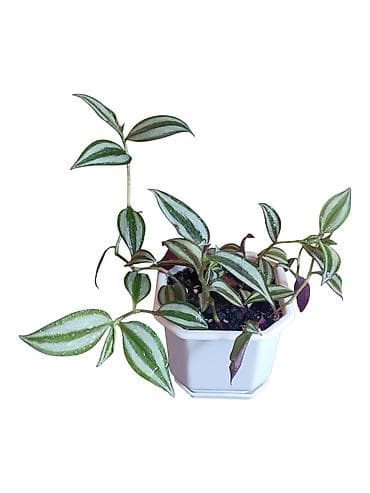 Tradescantia zebrina (Zebrina, „Wandering Jew“) u beloj saksiji 12cm na lalafo.rs Tradescantia zebrina (Zebrina, „Wandering Jew“) u beloj saksiji 12cm