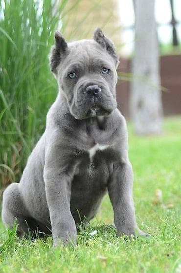 psi firma: Cane Corso, štenci vrhunskog kvaliteta Nasa odgajivačnica Vam nudi — 5
