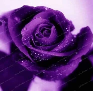 Seme ruze
Cena 650din 10 semenki na lalafo.rs Seme ruze
Cena 650din 10 semenki