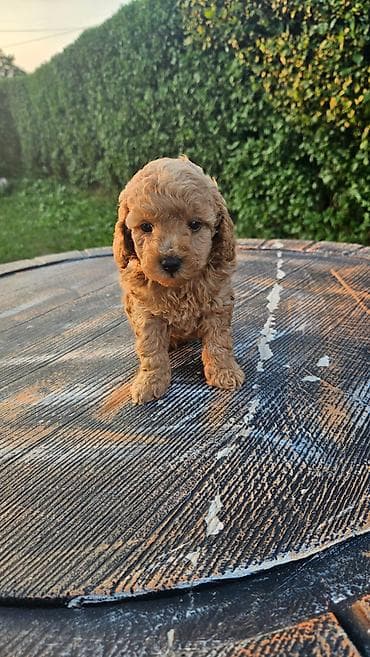 cavapoo stenci: Dostupni štenci aprikot mini i crvene toy pudle 🐩 Od veoma — 3