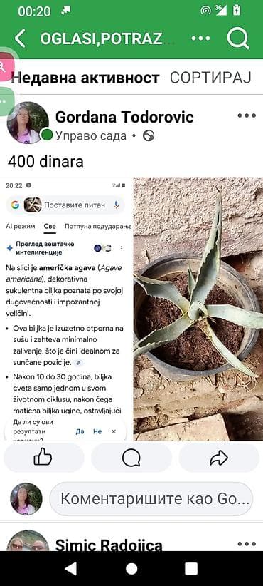 egzoticne biljke beograd: Američka agava (Agave americana) – dekorativna sukulentna biljka. - — 1