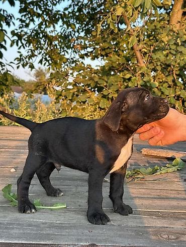 beli psi veliki: Rasa Cane Corso snažne građe) Starost: 45dana Boja dlake: nijanse — 7