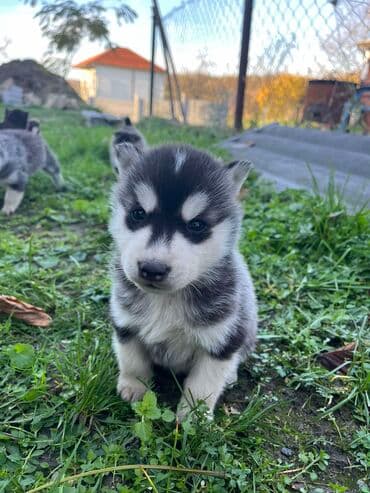 Ostale životinje: Sibirsky haski štenci - Leglo prelepih štenaca sibirskog haskija — 5