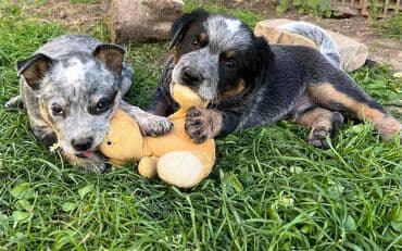 na prodaju mastiff: Na prodaju štenci (MUŽJAK I ŽENKA) Australijskog Govedara, jedne od — 1