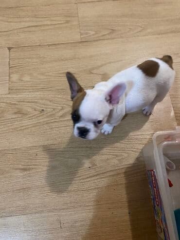 Glodari: Stene 3 meseca stara, zenka, uredno vakcinisana, cistokrvna, voli decu — 3