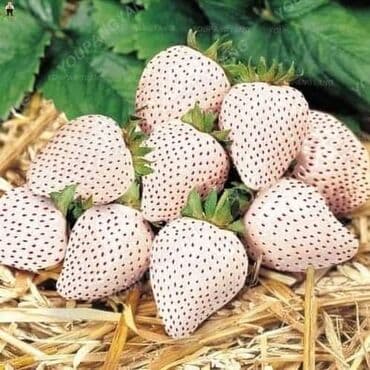 kontejnerske sadnice jagoda prodaja: Seme jagode više vrsta
Cena:650din/200 semenki — 13