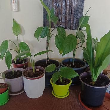 Sobne biljke Aglaonema modestum – od 250 do 600 dinara - Više komada na lalafo.rs Sobne biljke Aglaonema modestum – od 250 do 600 dinara - Više komada