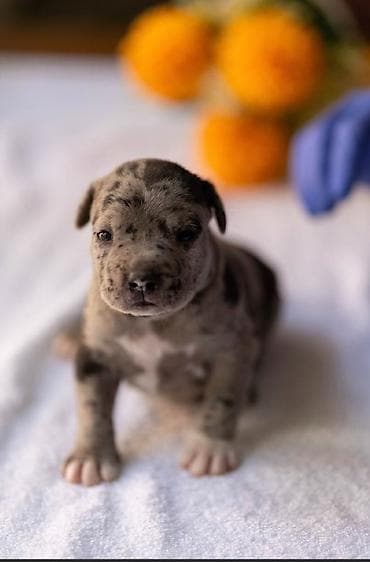 Psi: American pitbull terier Na prodaju stenci americkog PITBULL terijera — 7