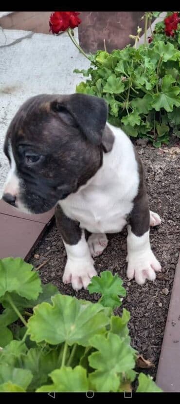 Pets & Animals: U ponudi prelepi stenci americkog staforda 2 zenke i 1 muzijak — 8