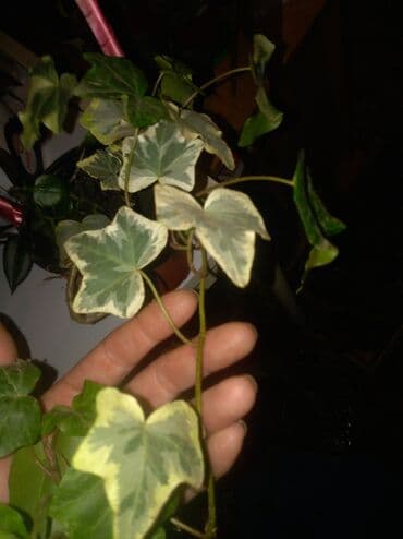 Hedera bršljen 200 dinara — 1