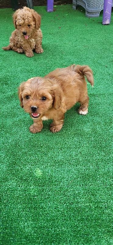 antialergijski psi: Maltipoo-Cavapoo Cavapo-Kavapu stenci oba pola.Majka Cavapo a otac — 4