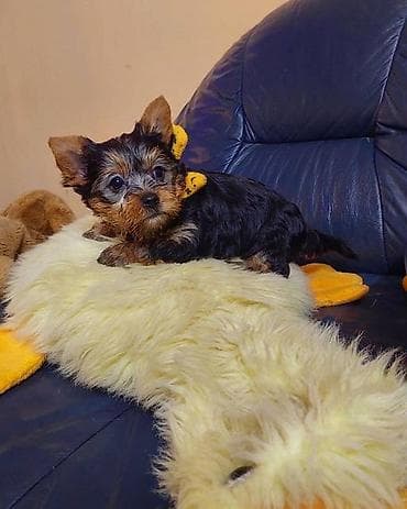 U ponudi samo zenkice spremne za preuzimanje
Kovin
0641213593 na lalafo.rs U ponudi samo zenkice spremne za preuzimanje
Kovin
0641213593