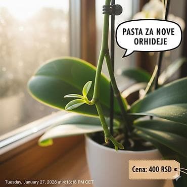 privesci za samoodbranu: Keiki pasta za razmnozavanje i produzetak cvetanja vaše — 4