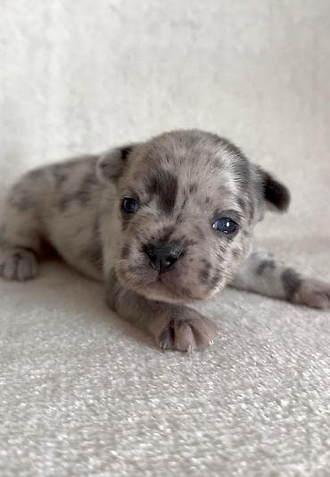 Pets & Animals: Dostupni stenci francuskog buldoga za rezervaciju! Naši štenci — 2