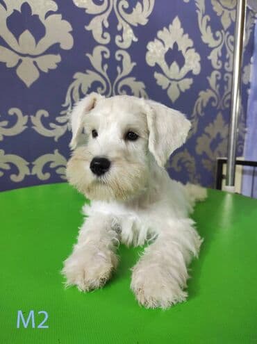 Psi: Odgajivačnica KARDIA SKILOS Kennel ima na prodaju prelepe štence belog — 8
