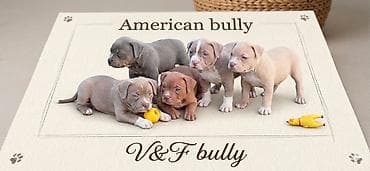 Psi: American bully pocket lilac štenci. 4 lilac zenki, 2 zute zenke — 1