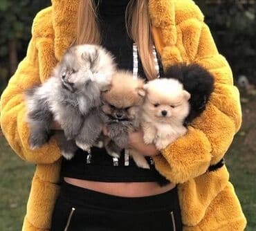 Psi: Pomeranac / Pomeranian / Boo štenci Ako ste odgovorna osoba i imate — 2