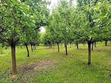 hitna prodaja kuca kraljevo: Prodajem salaš sa velikim voćnjakom u Novom Kneževcu, blizu Mađarske — 7