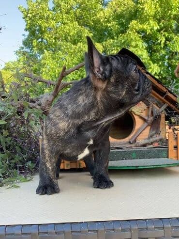 psi pomeranci na poklon: Štenci francuskog buldoga Dva dečaka i dve devojčice francuskog — 8