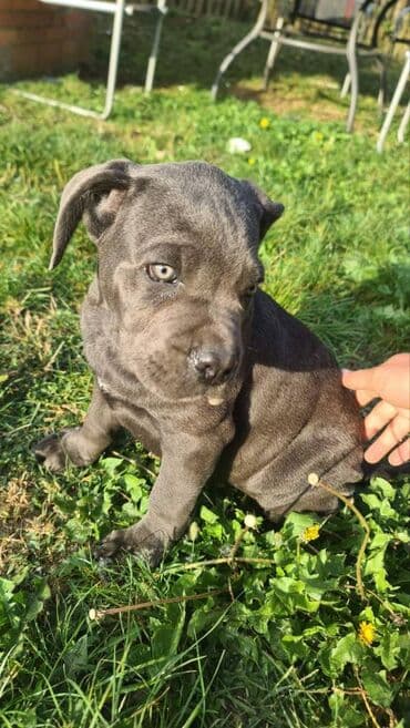 Psi: Prodajemo štence CANE CORSO vhunskog izložbenog kvaliteta sa — 8