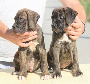 Psi: Cane Corso štenci dostupni za rezervaciju! U ponudi imamo tri — 4