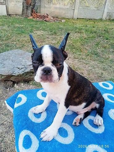 boo dog: U ponudi dva dečaka Boston terijera. Traže novi dom. Veoma povoljno — 3
