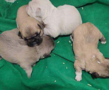 štenci šarplaninca: Francuski buldog štenci exotic, plavi, klasik i fluffy veseli — 7