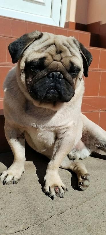 psi haski: Mops mužjak – - Rasa: mops (pug) - Pol: mužjak - Boja: bež (fawn) sa — 1