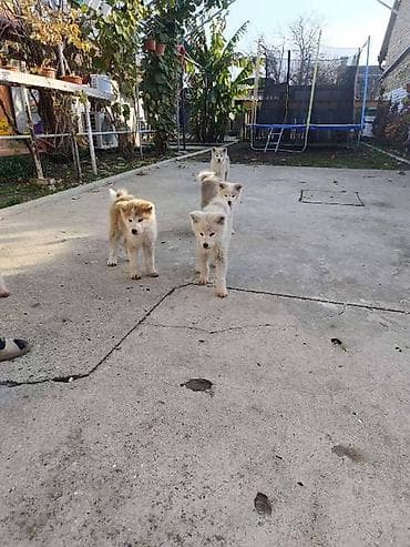 haski štenci: Japanska Akita štenci U ponudi štenci Japanske Akite stari tri i po — 5